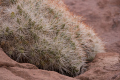 Maihueniopsis