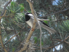 Poecile sclateri