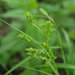 Carex davisii - Photo (c) Erin Faulkner,  זכויות יוצרים חלקיות (CC BY-NC), הועלה על ידי Erin Faulkner