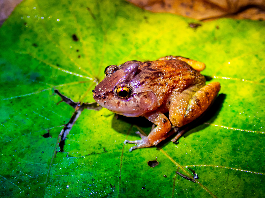 Penang Fanged Frog