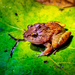 Rhinoceros Frog - Photo (c) Roy Kittrell, some rights reserved (CC BY-NC), uploaded by Roy Kittrell