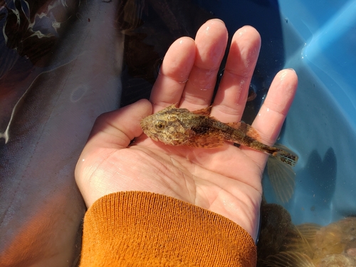 Arctic sculpin (Myoxocephalus scorpioides) — Cottidae — 2