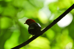 Ceratopipra mentalis