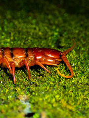 Scolopendra dehaani