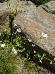 Arabidopsis halleri