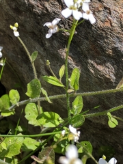 Arabidopsis halleri