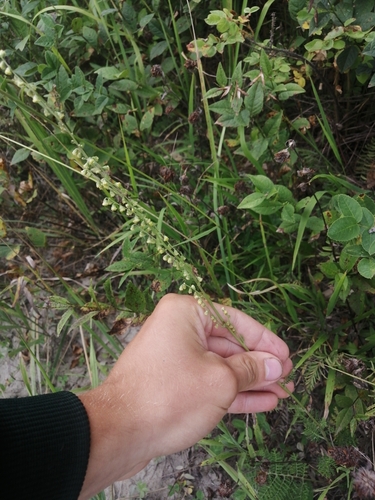 Artemisia tanacetifolia iNat (1)