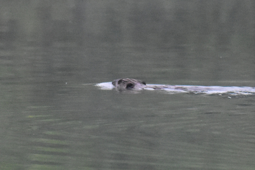 American Beaver photographed in Michigan