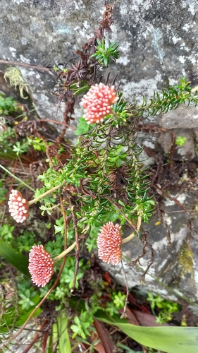 Image of Anaxeton arborescens by (c) Ian Webb, some rights reserved (CC BY)