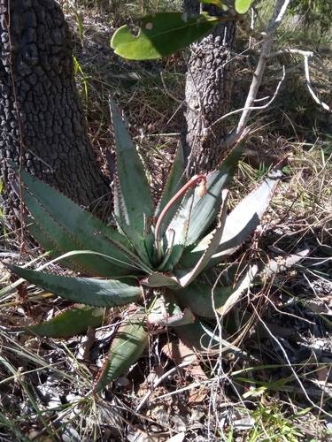 Aloe capitata var. quartziticola image