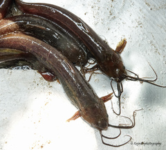 Stinging Catfish photo 3