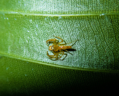 Viciria pavesii