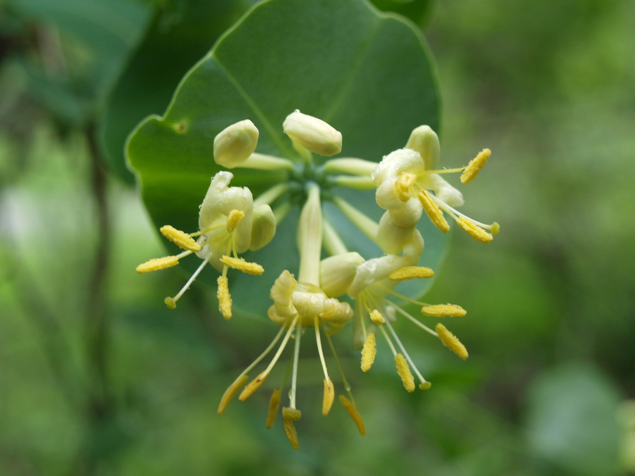 Lonicera reticulata