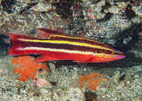 Rainbow basslet (Liopropoma fasciatum) — Serranidae — 4