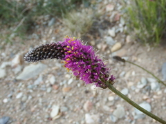 Dalea searlsiae