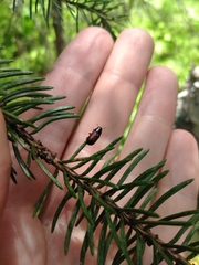Dendroctonus rufipennis