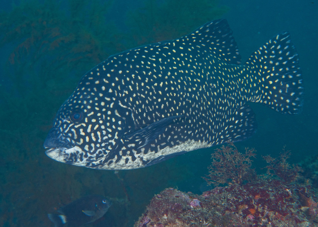Pacific beakfish (Oplegnathus insignis) — Oplegnathidae