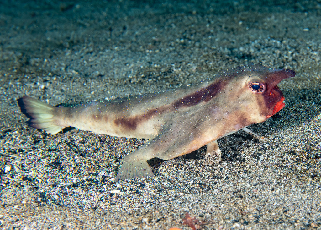 Red-lipped Batfish