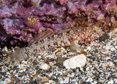 Cable's Goby photo 1