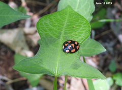 Aiolocaria hexaspilota