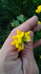 Lotus corniculatus