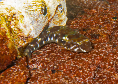 Hourglass clingfish (Tomicodon petersii) — Gobiesocidae — 2