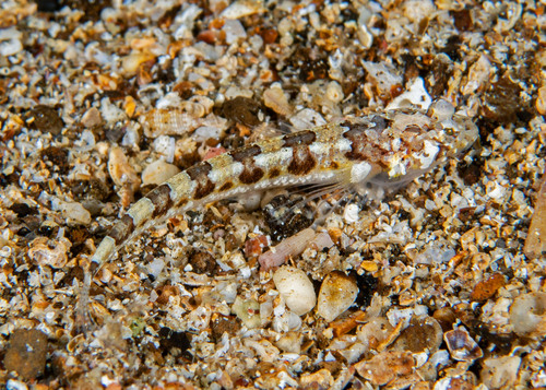 Halfbanded stargazer (Gillellus semicinctus) — Dactyloscopidae