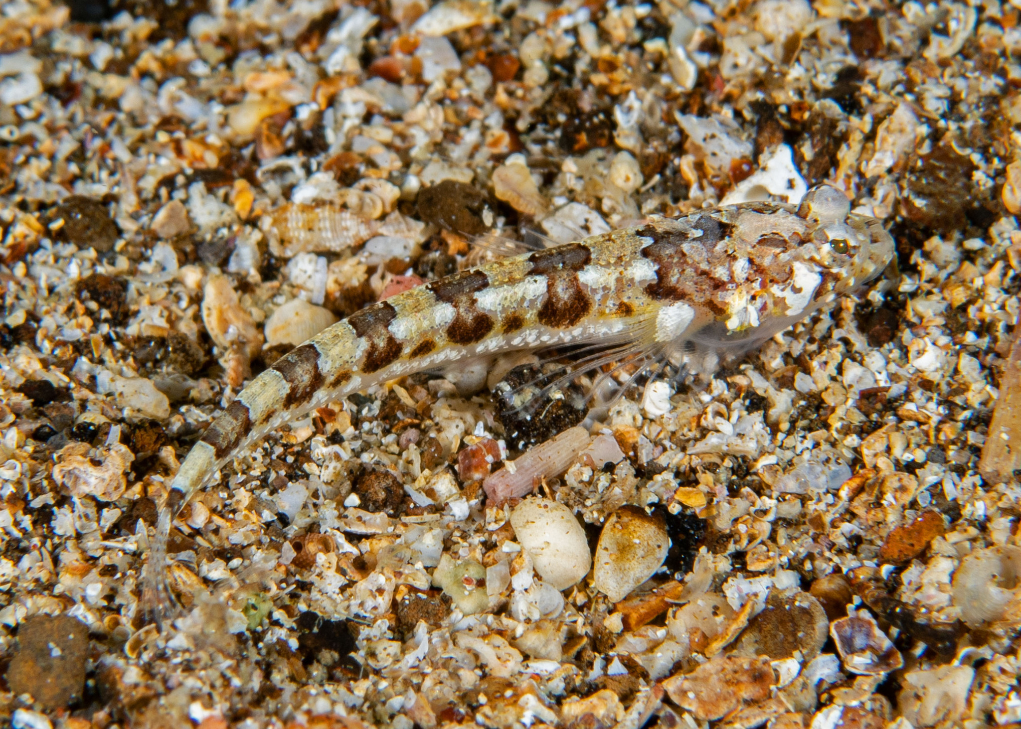 Halfbanded Stargazer photo 4