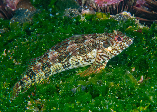 Belted Blenny