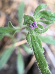 Allophyllum divaricatum