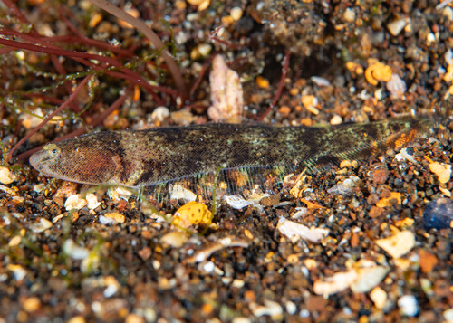 Halfspotted tonguefish (Symphurus atramentatus) — Cynoglossidae — 4