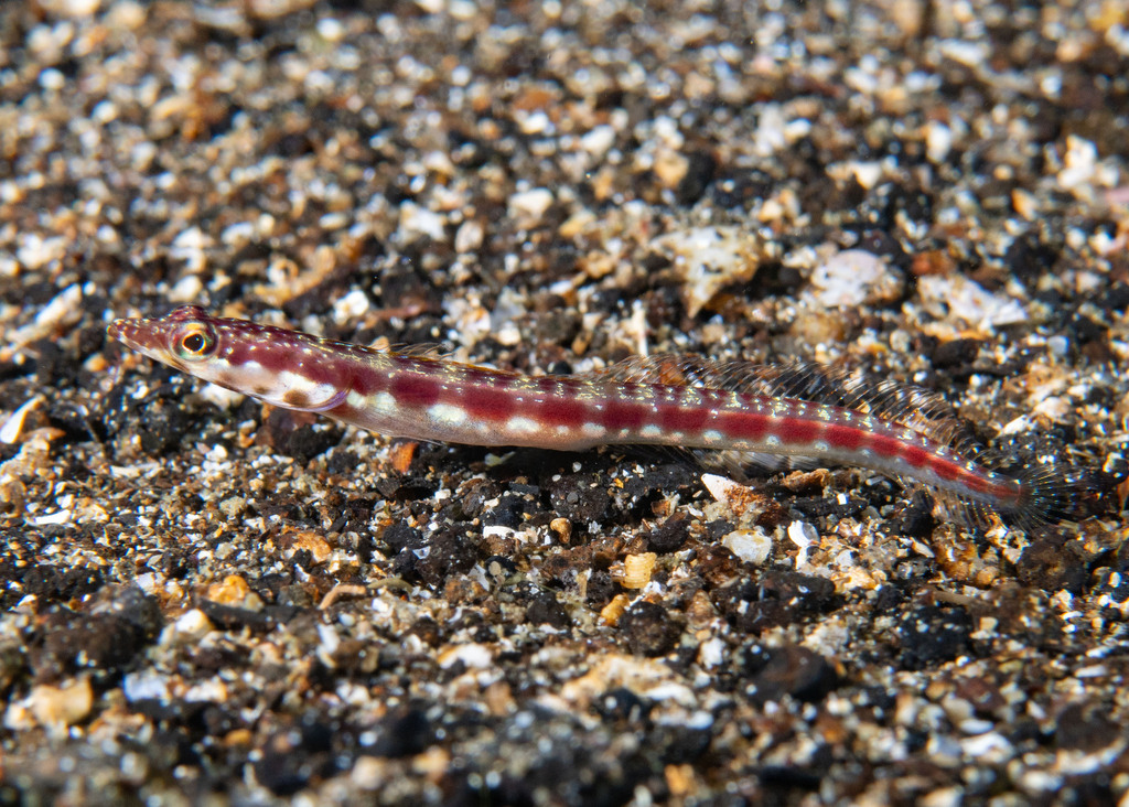 Yellow-Mouth Pikeblenny