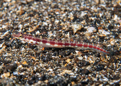 Yellow-Mouth Pikeblenny photo 1