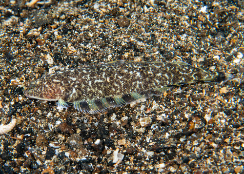 Halfspotted tonguefish (Symphurus atramentatus) — Cynoglossidae