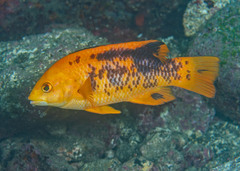Brown Hogfish photo 3