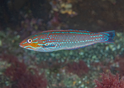 Chameleon Wrasse