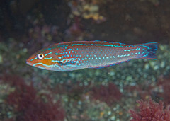 Chameleon Wrasse photo 2