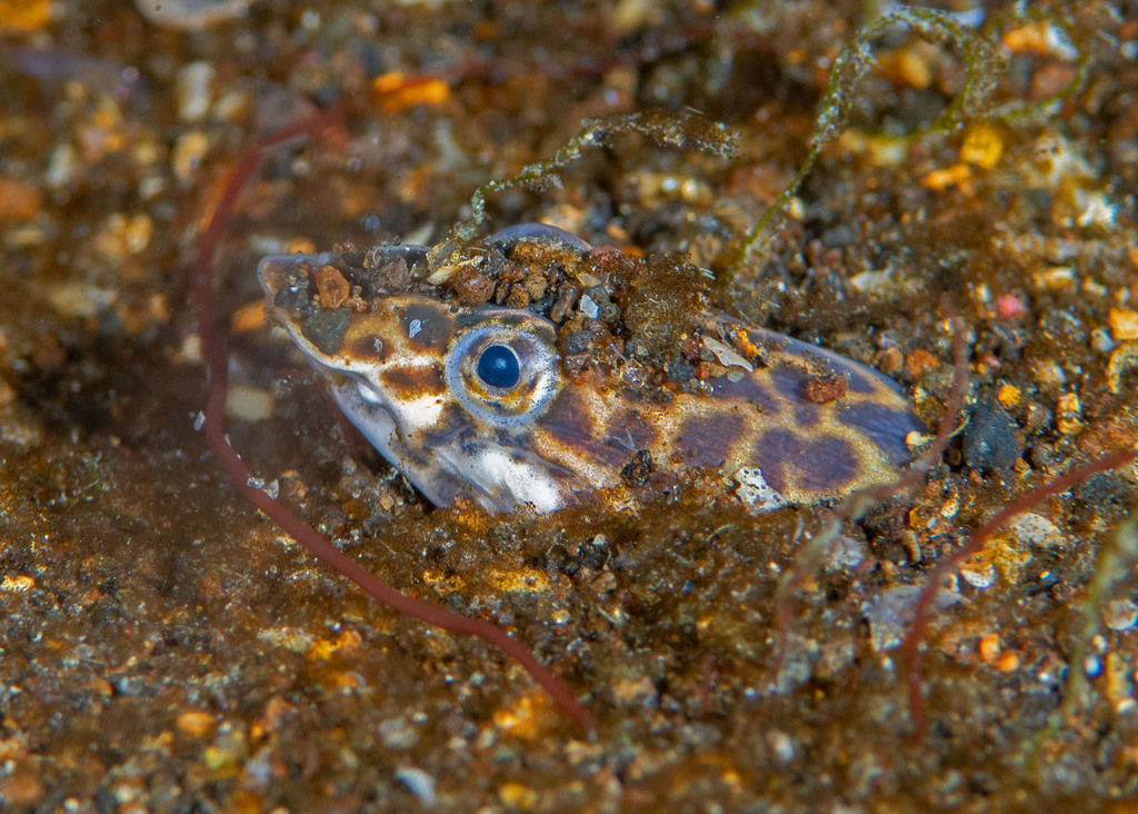 Wrinkled Snake-Eel