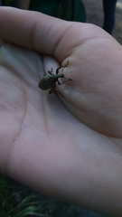 Trichalophus boeberi