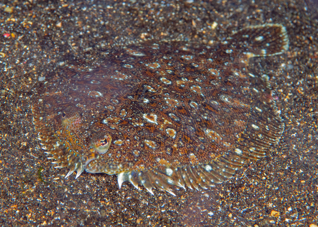 Pacific leopard flounder (Bothus leopardinus) — Bothidae