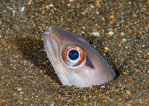 Californian conger (Paraconger californiensis) — Congridae