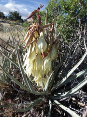 Yucca baccata baccata