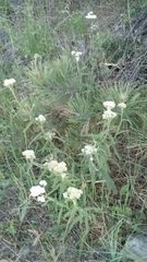 Achillea millefolium