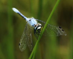 Nannothemis bella