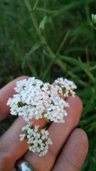 Achillea millefolium