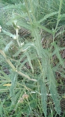 Achillea millefolium
