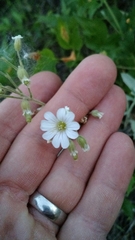 Cerastium arvense