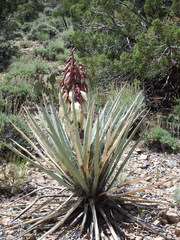 Yucca baccata baccata