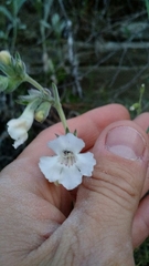 Penstemon albidus