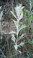 Artemisia ludoviciana